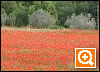 Papaveri